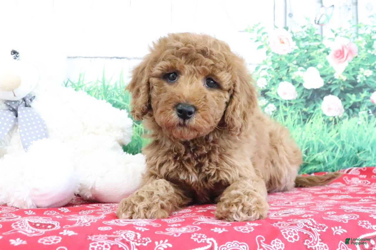 Mini Goldendoodle dogs Tessa - Ad 2