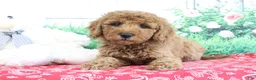 Mini Goldendoodle dogs for sale: Tessa - Ad 2
