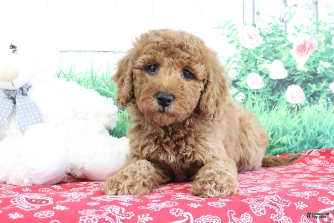 Mini Goldendoodle dogs for sale: Tessa - Ad 2