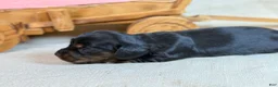 Miniature Dachshund dogs for sale: Black girl - Ad 12