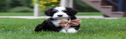 Mini Bernedoodle dogs for sale: Mooney🐶 - Ad 1