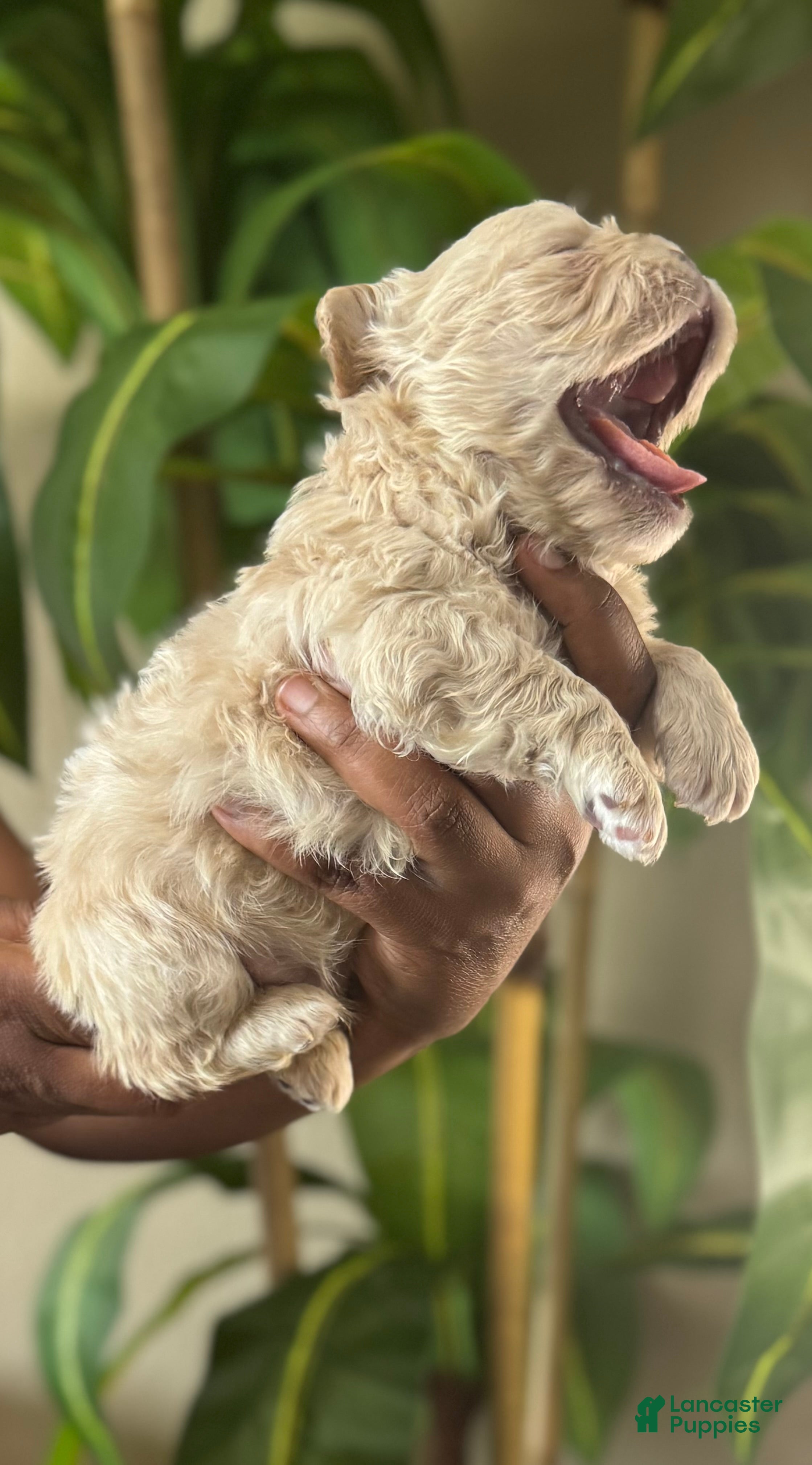 French Bulldog dogs Mr. Waffles  - Ad 2
