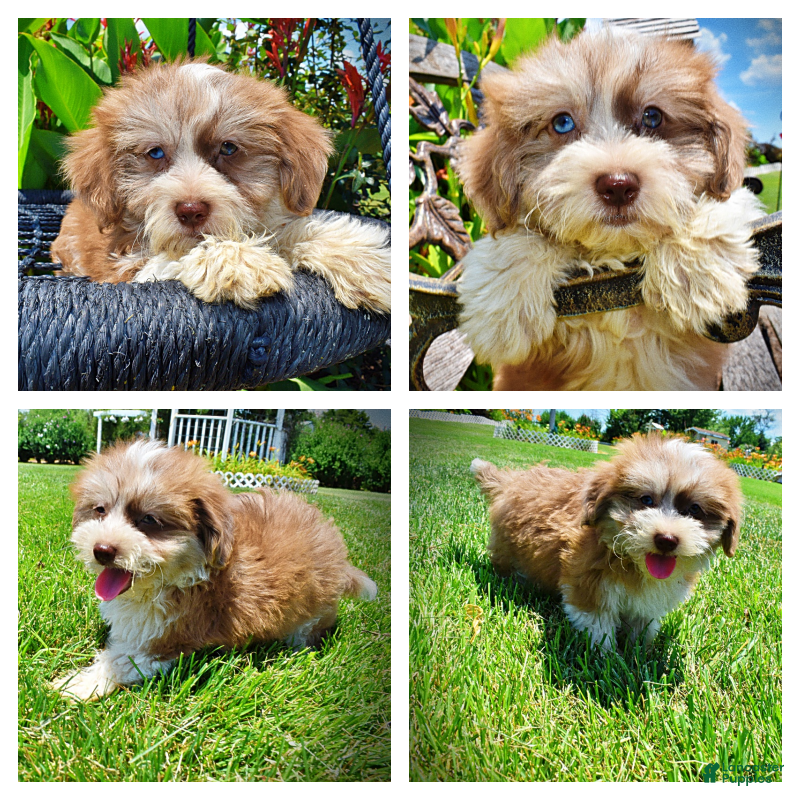 Havapoo dogs Doodles - Ad 1