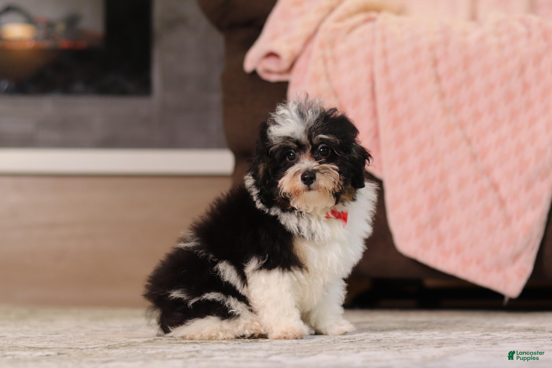 Miniature Poodle dogs Dawson (AKC) - Ad 2