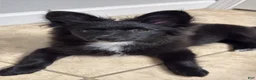 Pomeranian dogs for sale: Pomeranian 1 - Ad 2