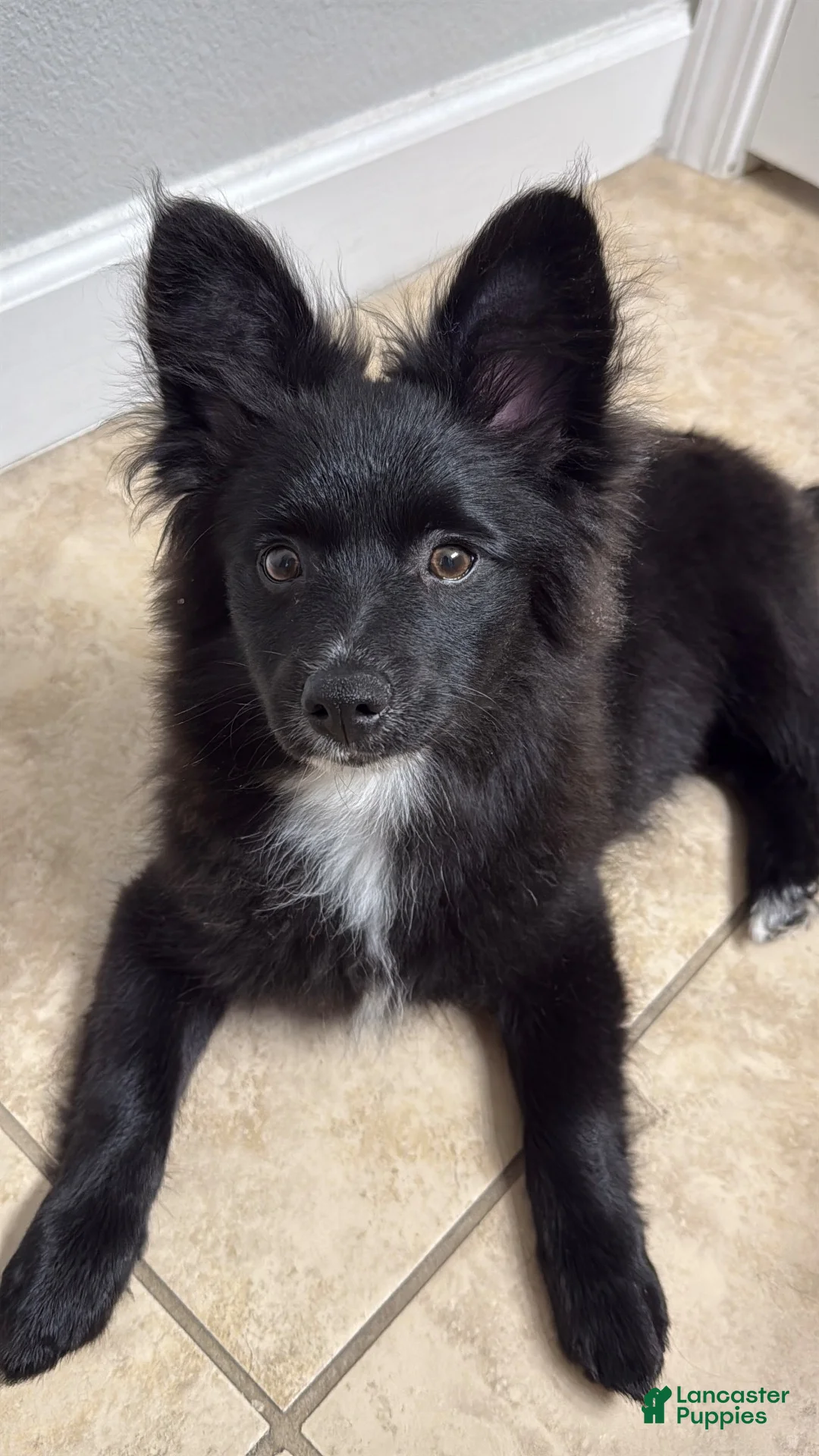 Pomeranian dogs for sale: Pomeranian 1 - Ad 2