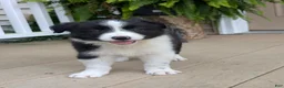 Border Collie dogs for sale: Tally - Ad 9