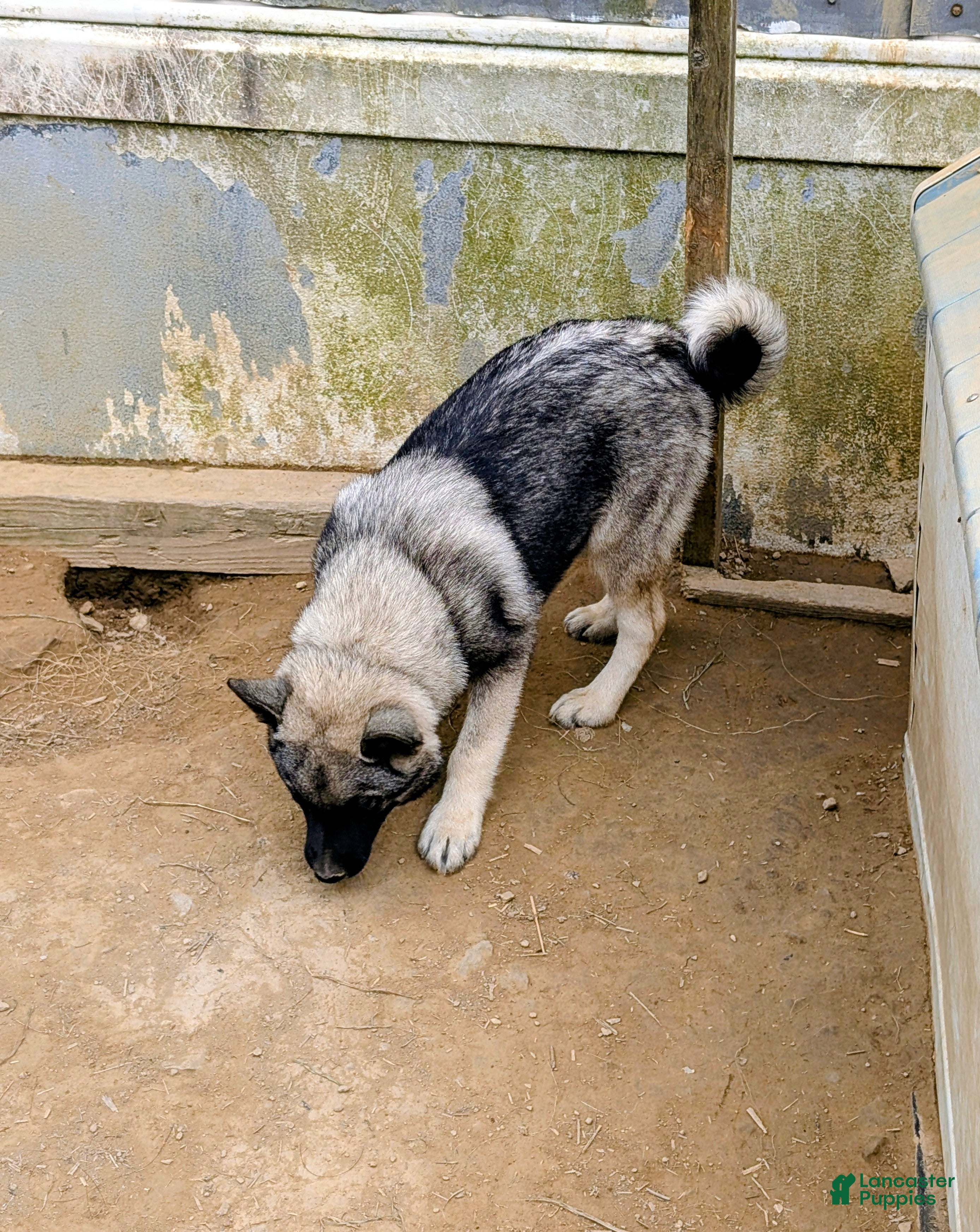 Norwegian Elkhound dogs BLUE COLLAR  - Ad 1