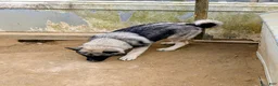 Norwegian Elkhound dogs for sale: BLUE COLLAR  - Ad 1