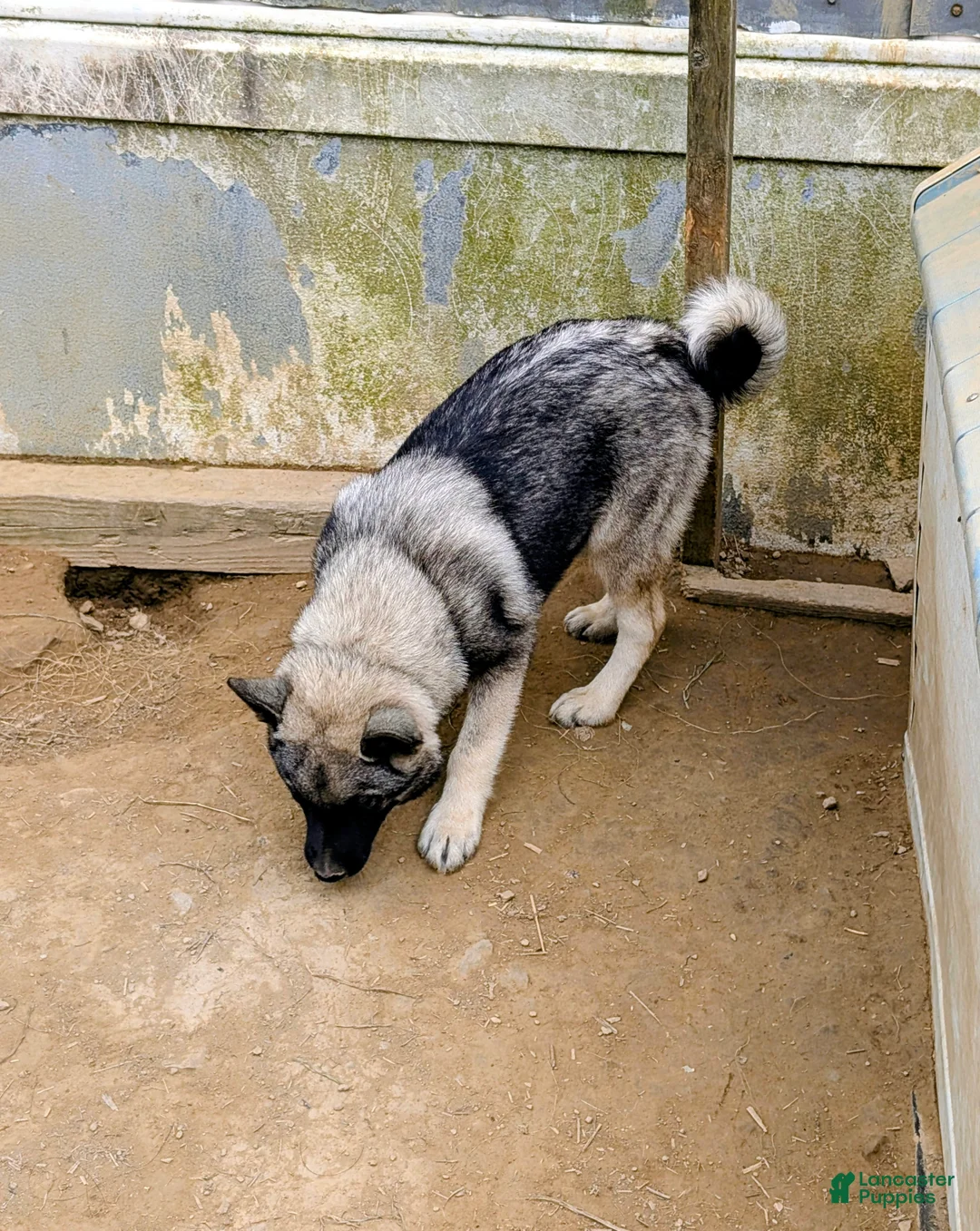 Norwegian Elkhound dogs for sale: BLUE COLLAR  - Ad 1