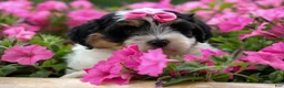 Teddy Bear dogs for sale: TINA - Ad 5