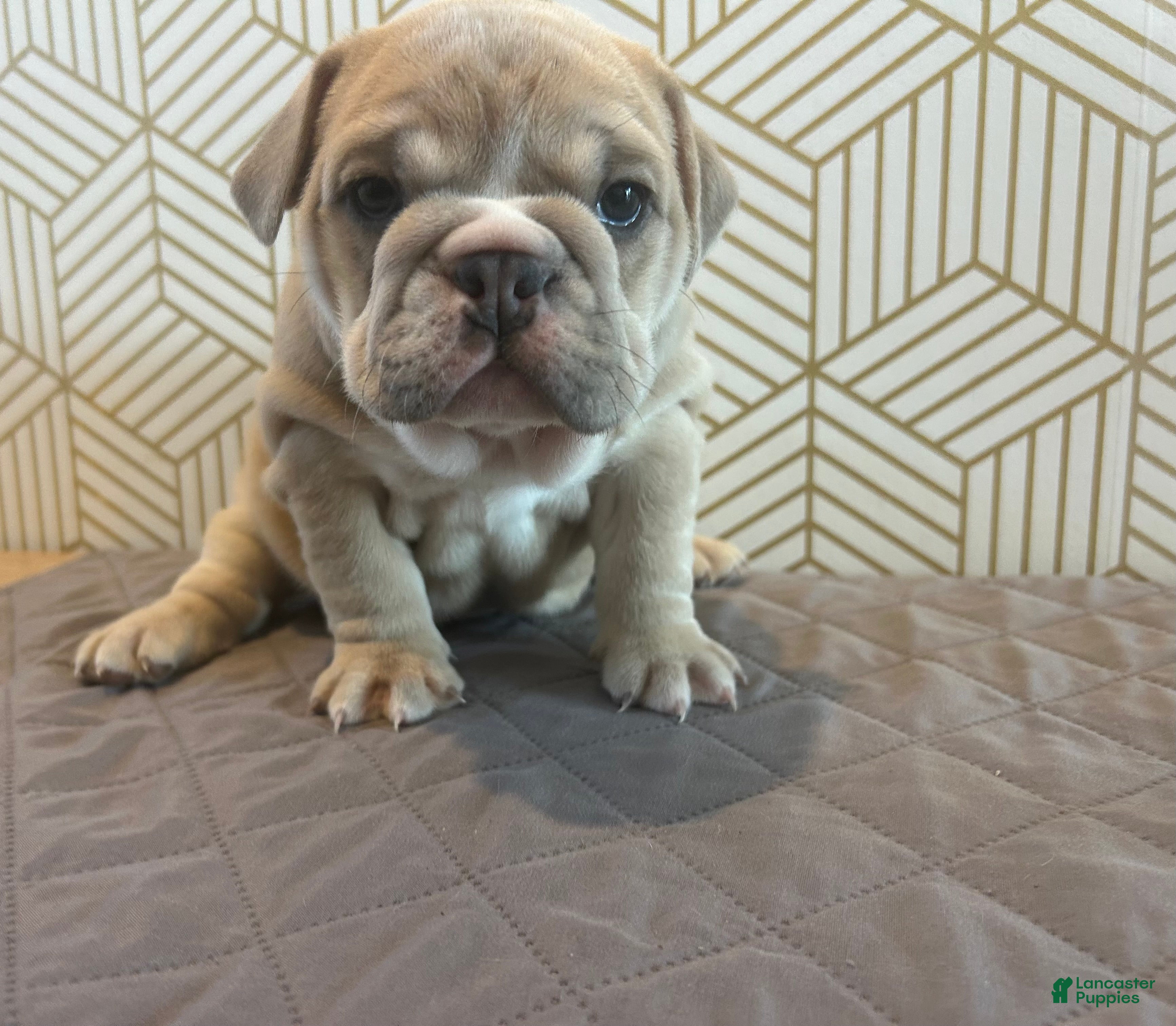 English Bulldog dogs Lola - Ad 2