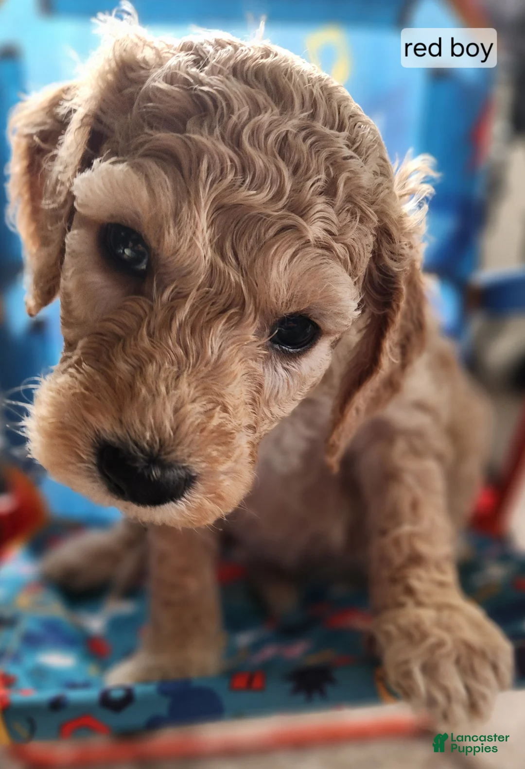 Goldendoodle dogs for sale: Goldendoodle Puppy red boy - Ad 2