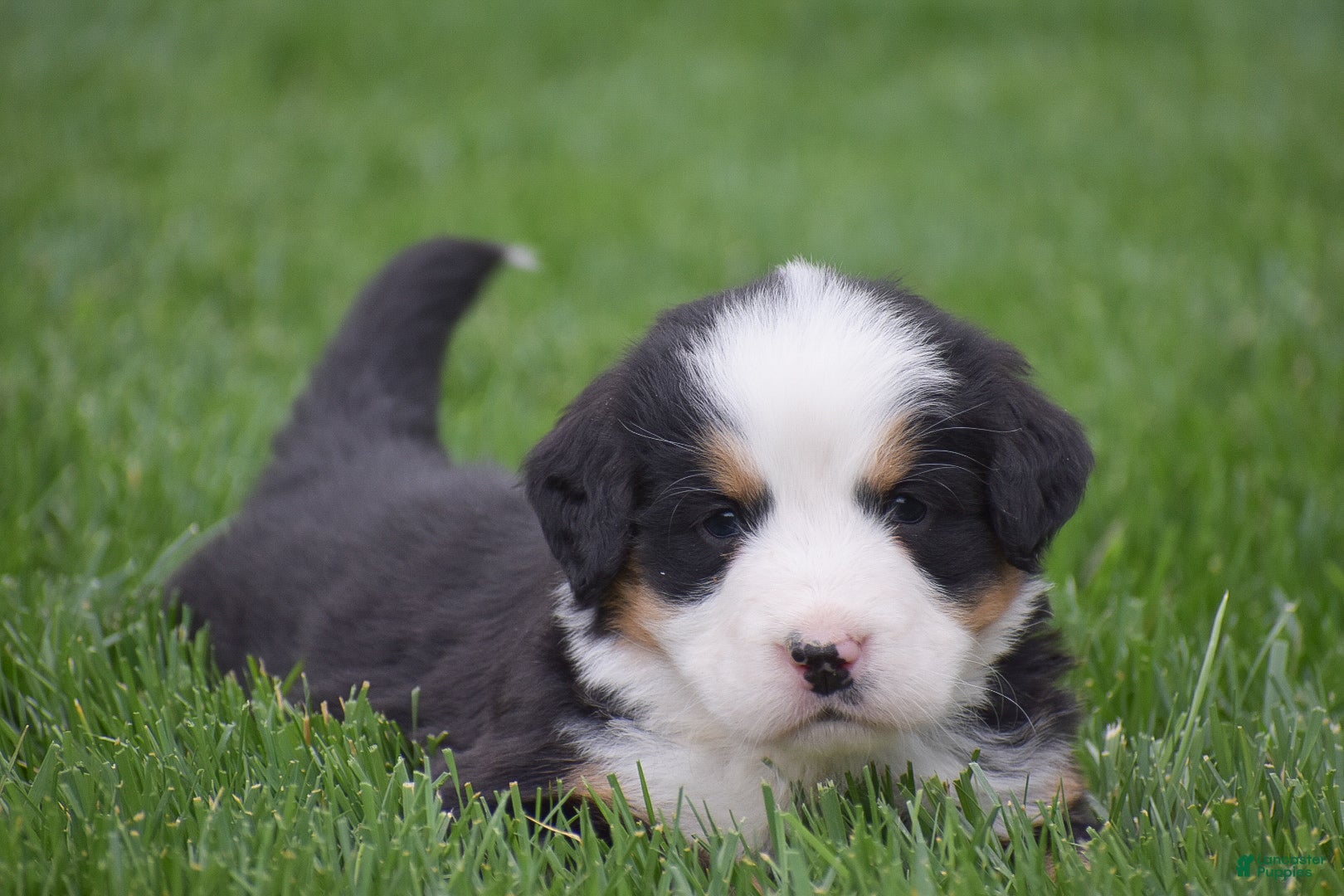 Bernese Mountain Dog dogs for sale: Monica - Ad 2