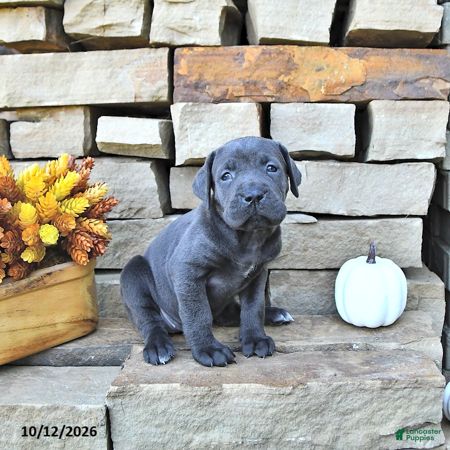 Cane Corso dogs Ozzy - Ad 2