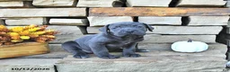 Cane Corso dogs for sale: Ozzy - Ad 2