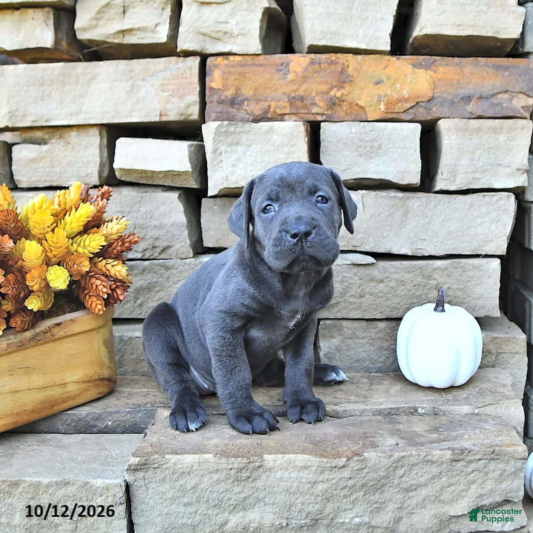 Cane Corso dogs for sale: Ozzy - Ad 2