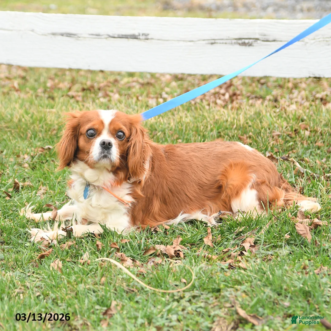 Cavalier King Charles Spaniel dogs for sale: Hershey - Ad 3