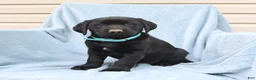 Labrador Retriever dogs for sale: Pansy - Ad 2