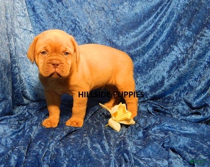 Dogue De Bordeaux dogs Dogue De Bordeaux Puppy Bear - Ad 2