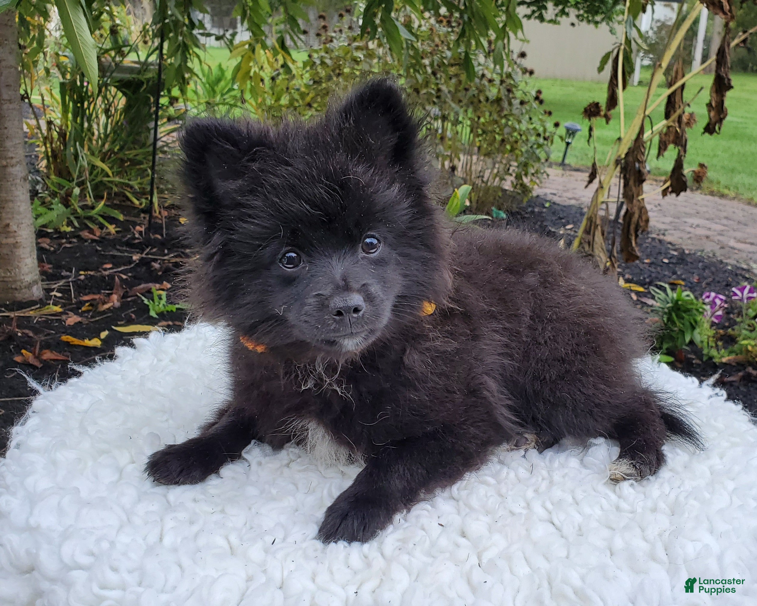 Pomeranian dogs Nellie - Ad 1