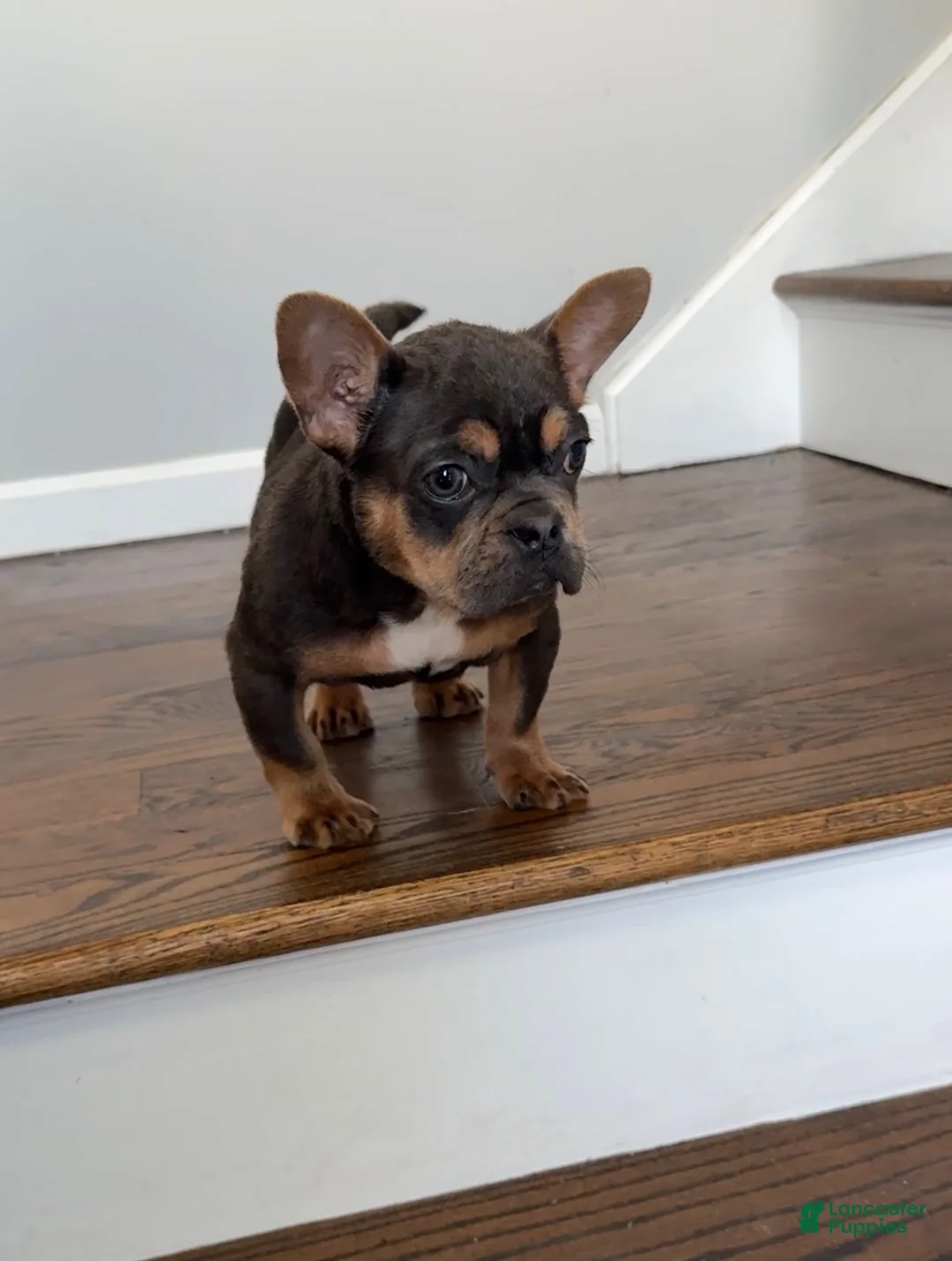 French Bulldog dogs for sale: French Bulldog litter of 1 puppies - Ad 2