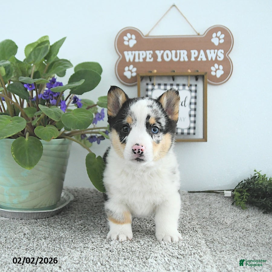 Welsh Corgi Pembroke dogs Archie - Ad 6