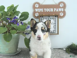 Welsh Corgi Pembroke dogs Archie - Ad 6