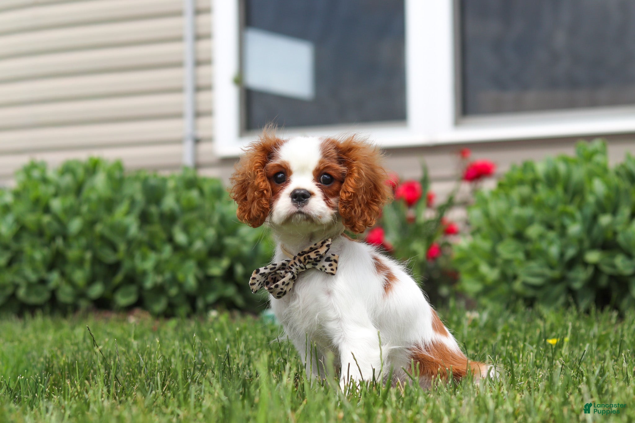 Cavalier King Charles Spaniel dogs Oliver - Ad 2