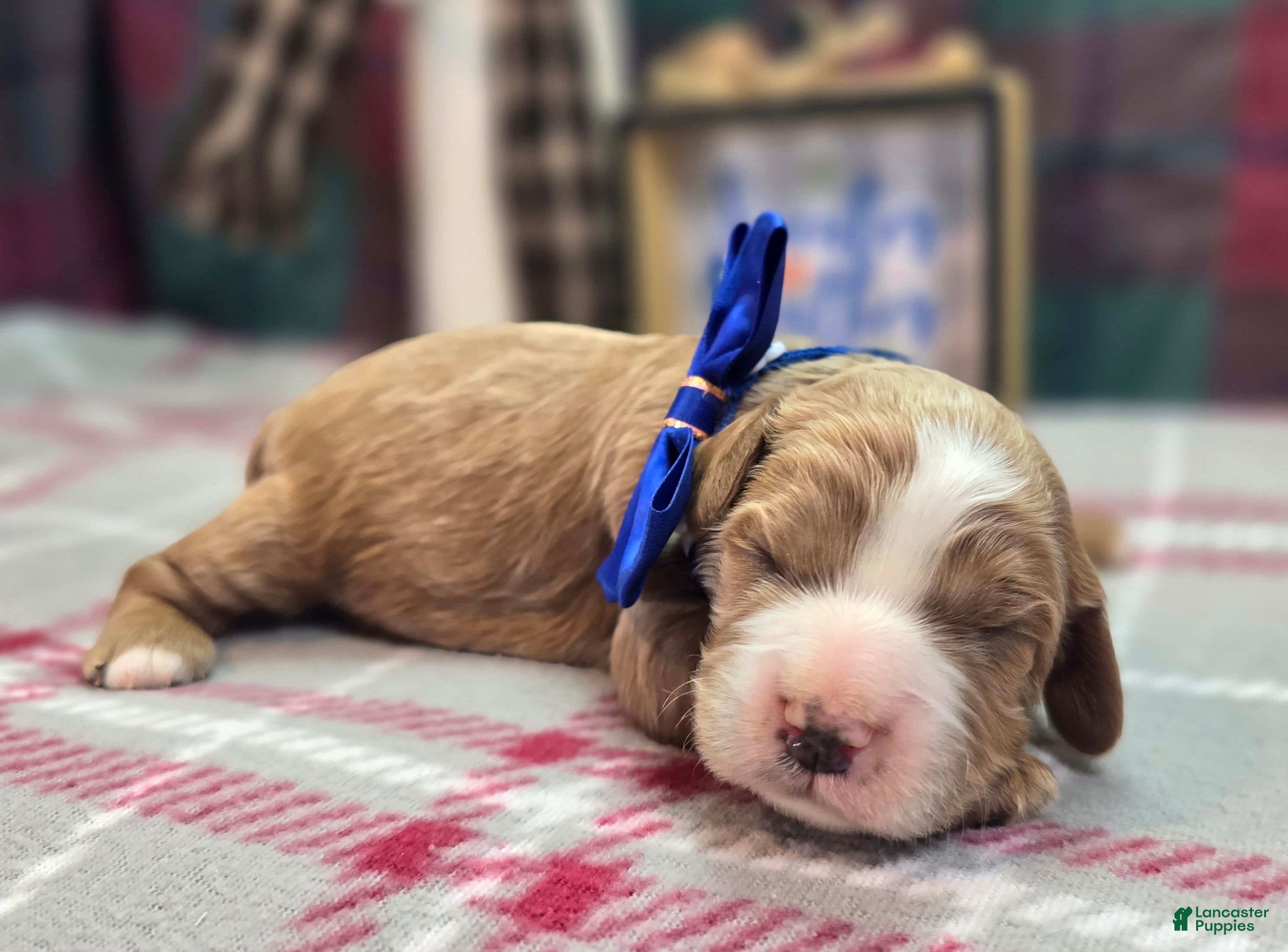 Cavapoo dogs Wishbone - Ad 31