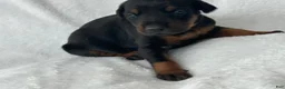 Doberman Pinscher dogs for sale: Doberman Pinscher Puppy 6 - Ad 3