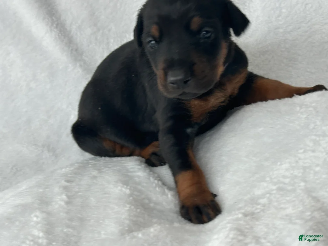 Doberman Pinscher dogs for sale: Doberman Pinscher Puppy 6 - Ad 3