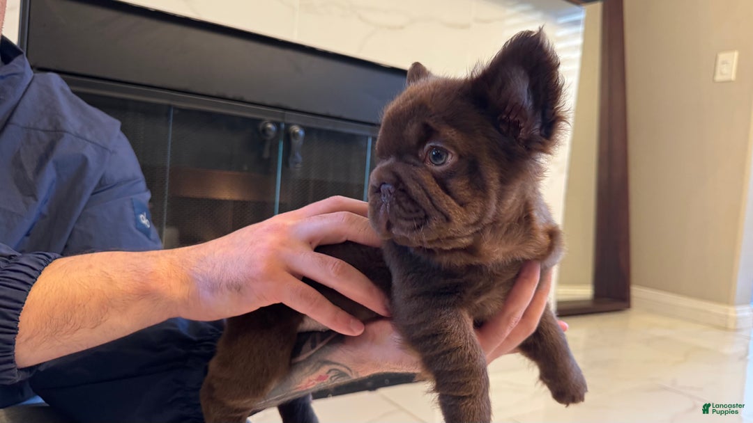 French Bulldog dogs for sale: Oso  - Ad 1