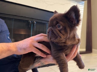 French Bulldog dogs Oso - Ad 1