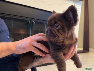French Bulldog dogs Oso - Ad 1