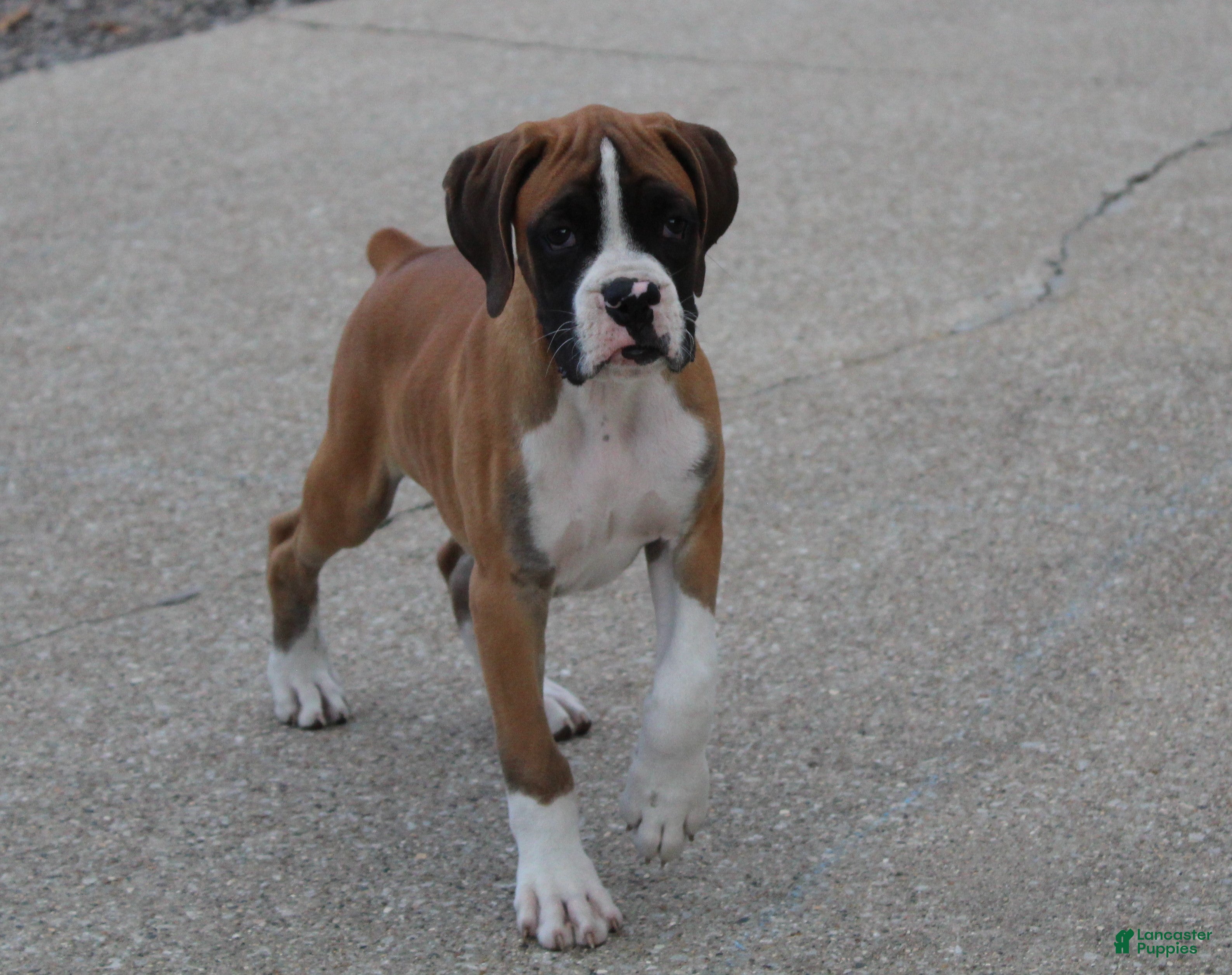 Boxer dogs Carter - Ad 1