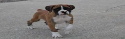 Boxer dogs for sale: Carter - Ad 1