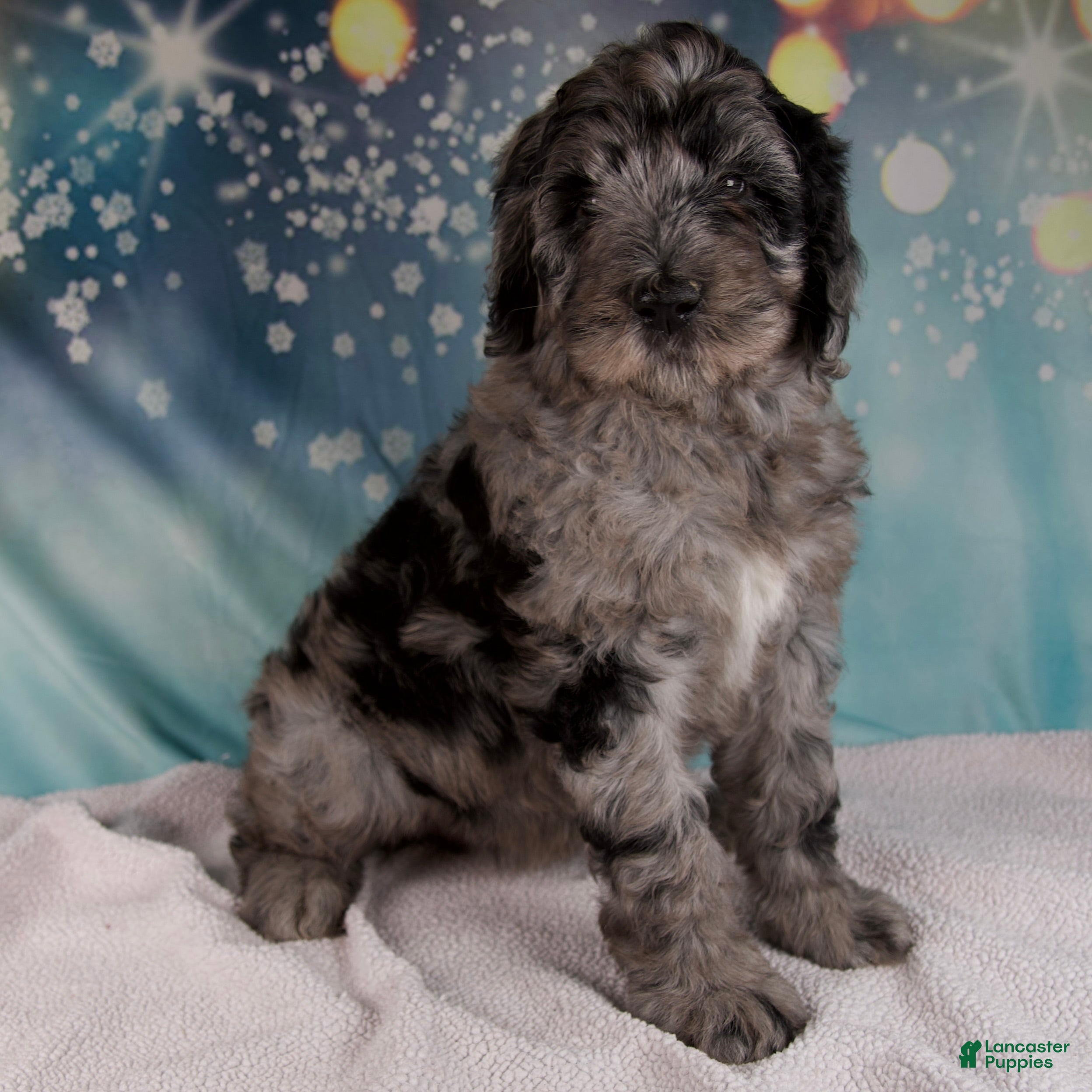 Schnoodle dogs Brenda - Ad 2