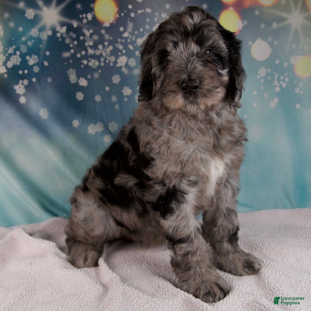 Mixed Breed dogs for sale: Brenda - Ad 2