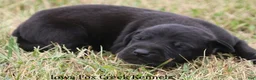 Great Dane dogs for sale: Scoundrel - Ad 4