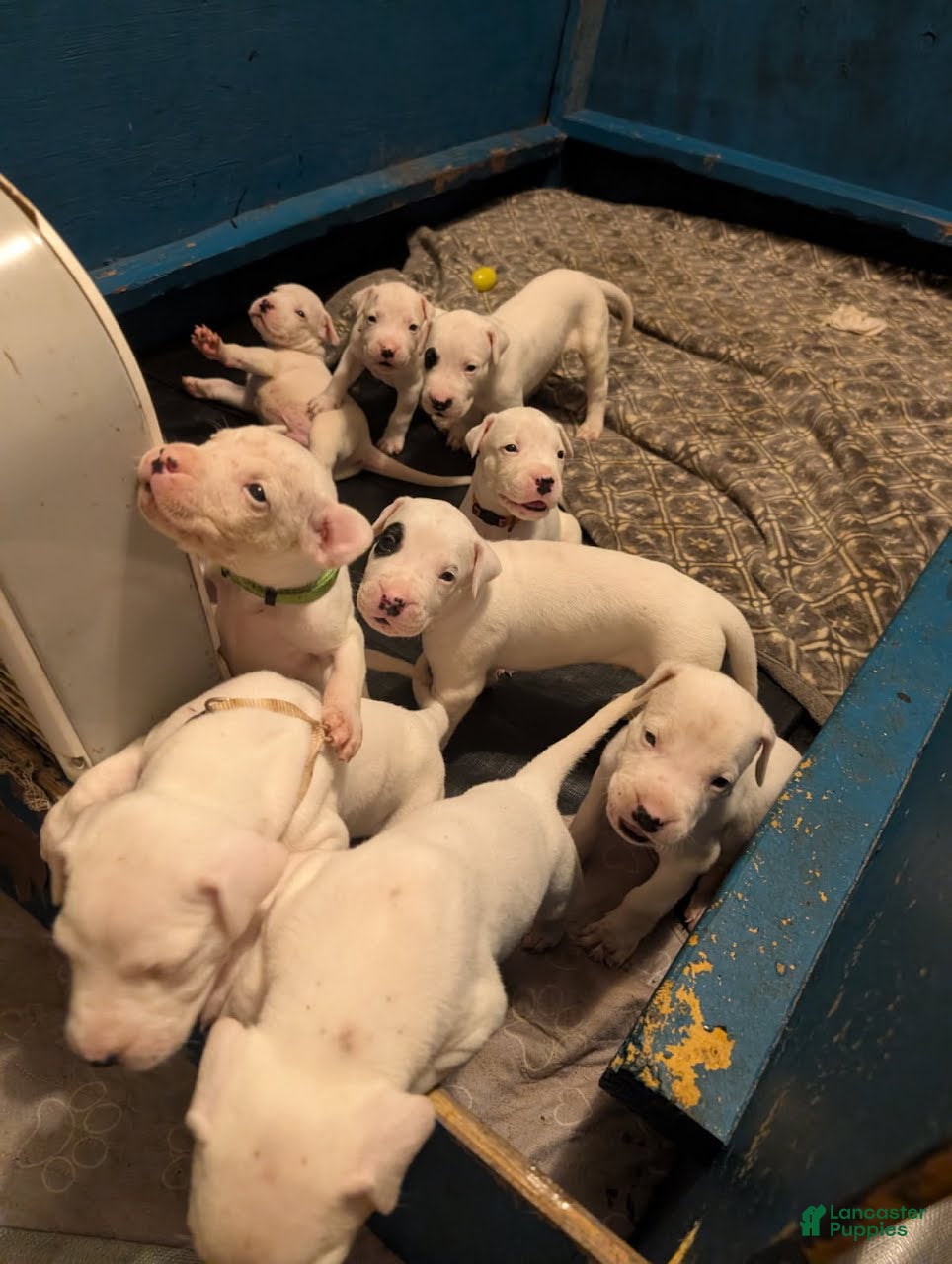 Dogo Argentino dogs Dogo Argentino Puppy 2 - Ad 2