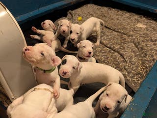 Dogo Argentino dogs Dogo Argentino Puppy 2 - Ad 2