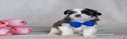 Mixed Breed dogs for sale: Duke - Ad 7