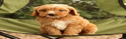 Cavapoo dogs for sale: Stella - Ad 8