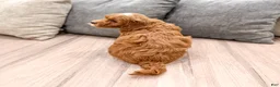 Mini Goldendoodle dogs for sale: Harry - Ad 5