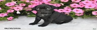 Wilbur