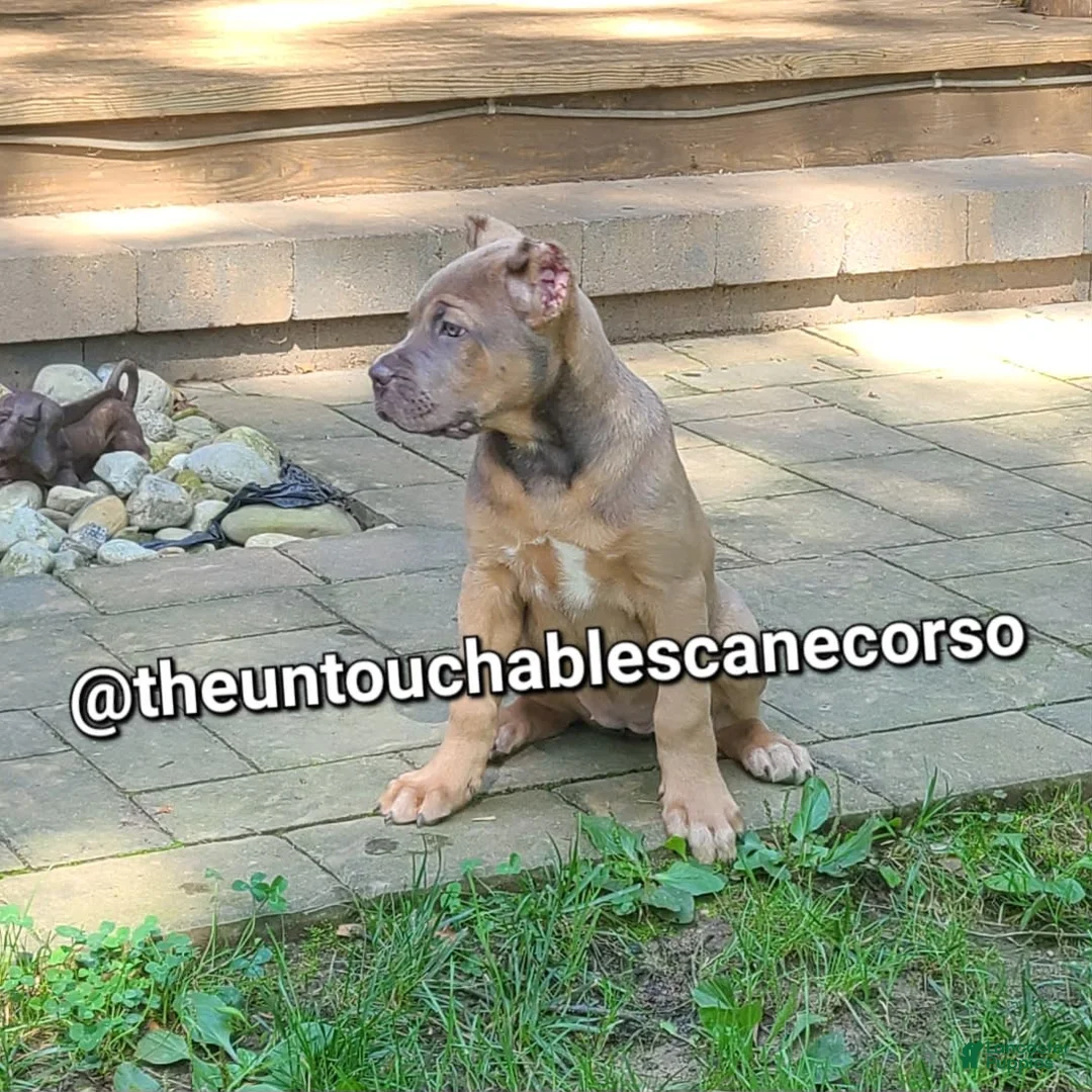 Cane Corso dogs for sale: Doja - Ad 8