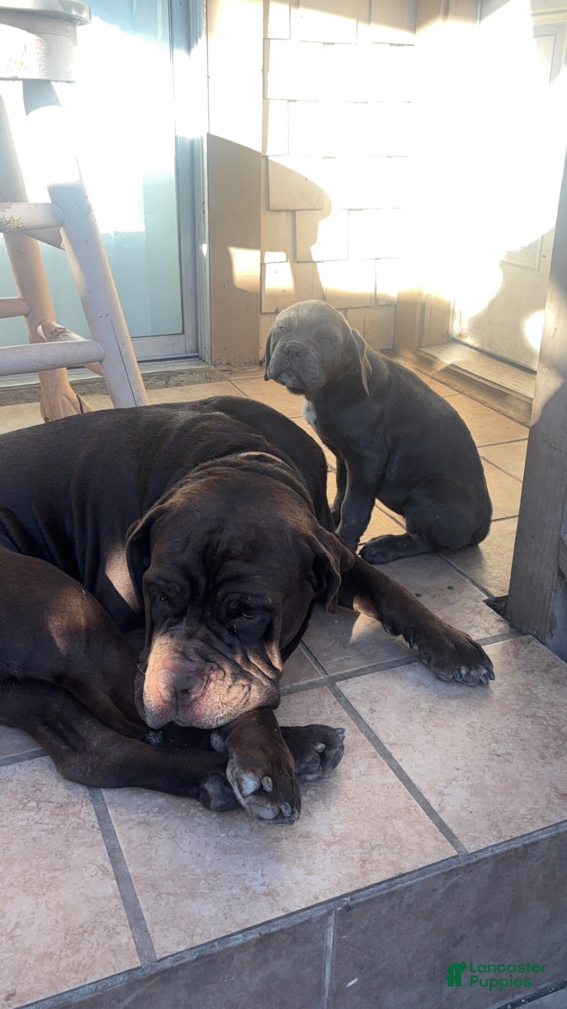 Cane Corso dogs Cane Corso 5 - Ad 4