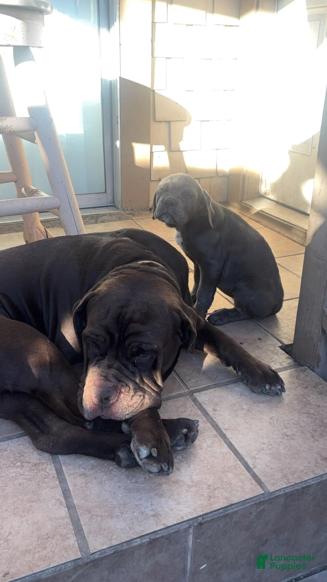 Cane Corso dogs for sale: Cane Corso 5 - Ad 1