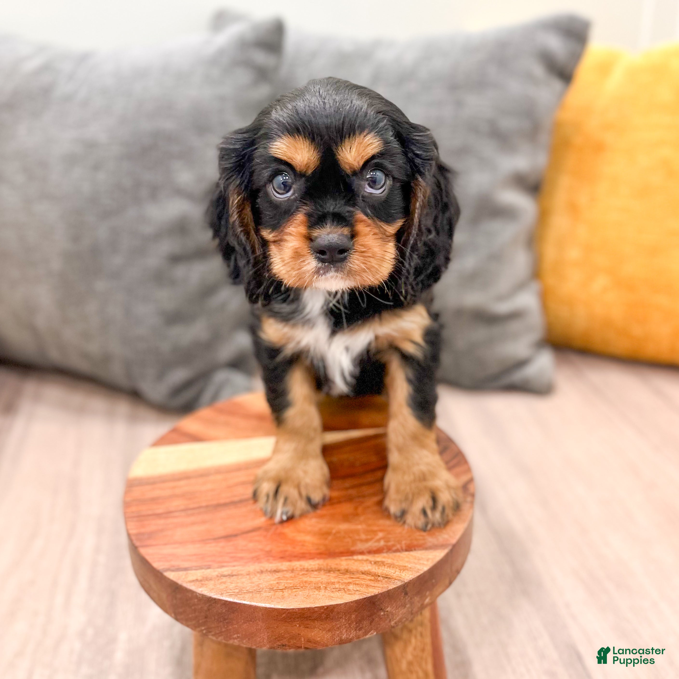Cavalier King Charles Spaniel dogs Diesel - Ad 2